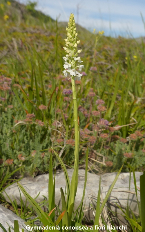 Una giornata tra le orchidee da Villetta Barrea a Scanno - 16 giugno 2021